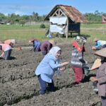 Bunda KWT Nanda Indira Beri Dukungan Para Petani Bawang di Desa Sukadadi